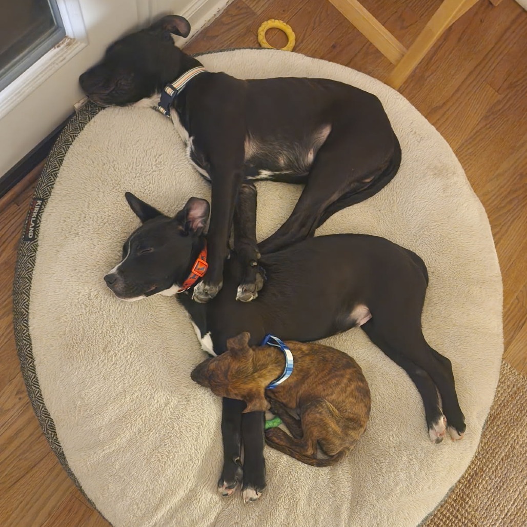 Duke