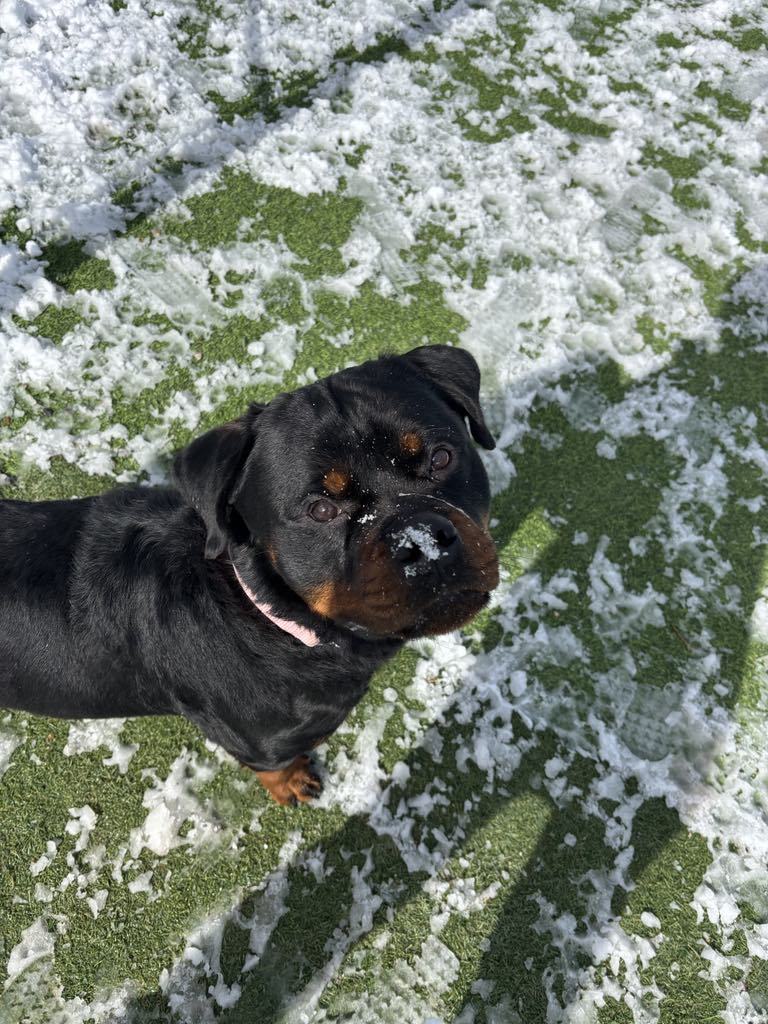 Jake the rottie, an adoptable Rottweiler in Midway, UT, 84049 | Photo Image 1