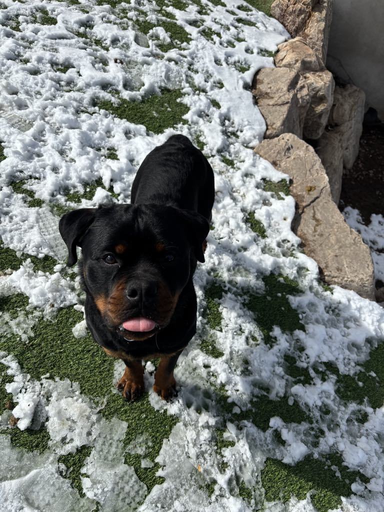 Jake the rottie, an adoptable Rottweiler in Midway, UT, 84049 | Photo Image 2
