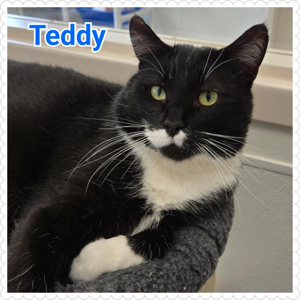 Teddy
