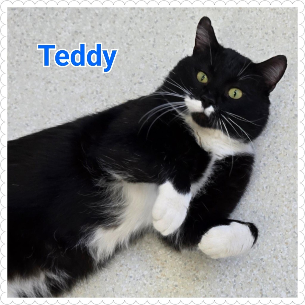 Teddy