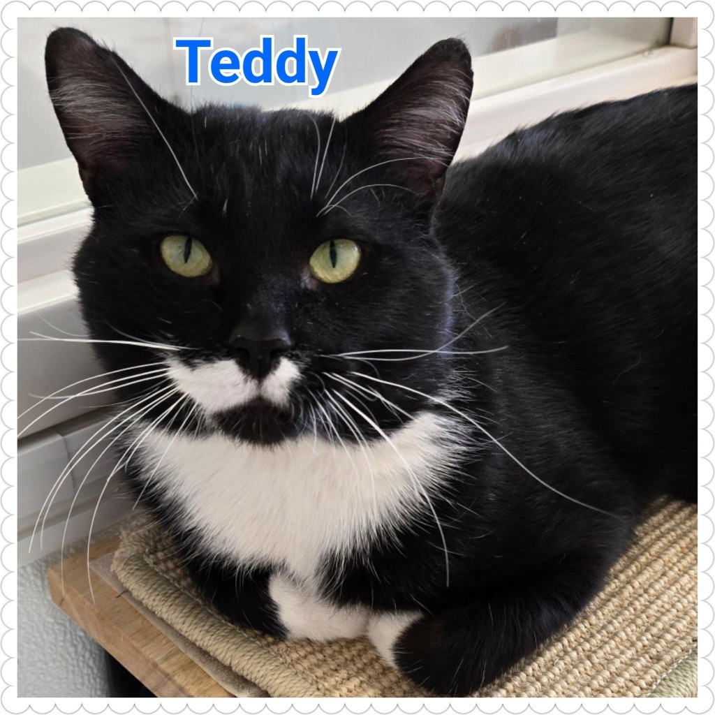 Teddy