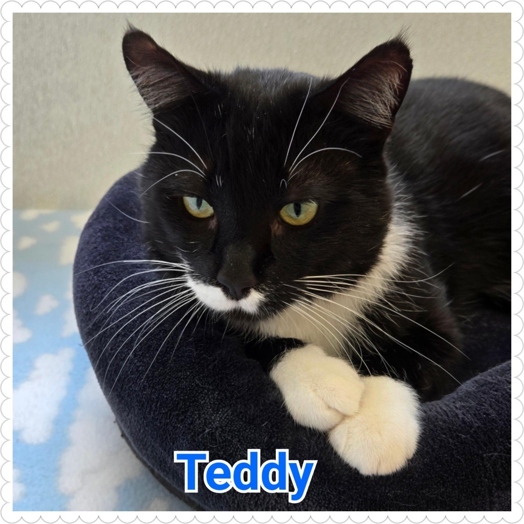 Teddy