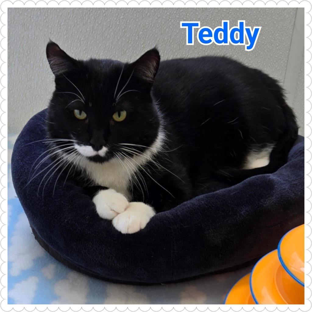 Teddy