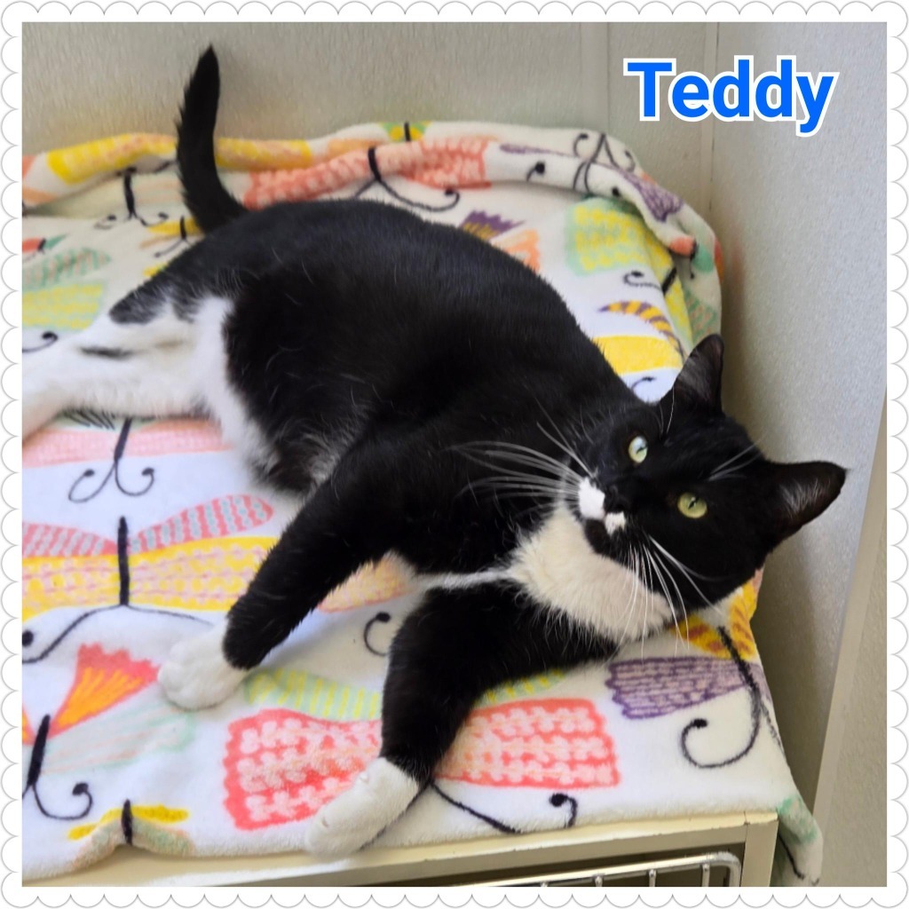 Teddy