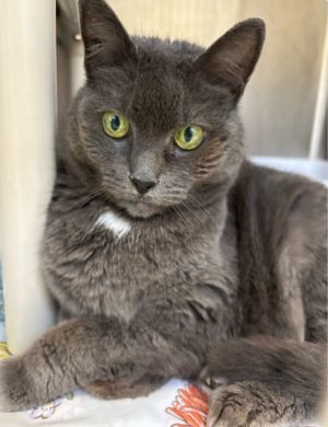 Myst Domestic Short Hair Cat
