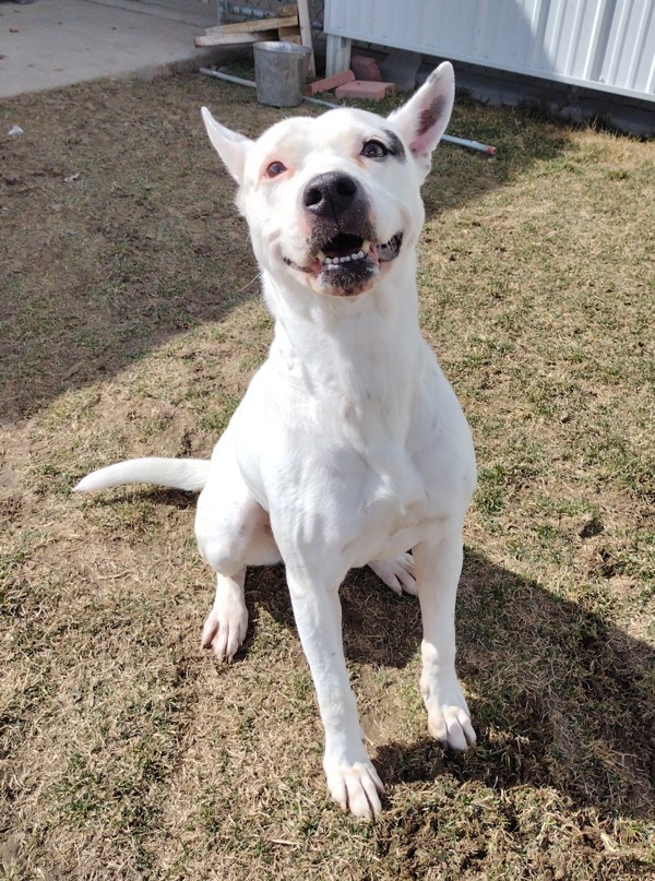 Sonic 43620, an adoptable Pit Bull Terrier in Pocatello, ID, 83205 | Photo Image 1