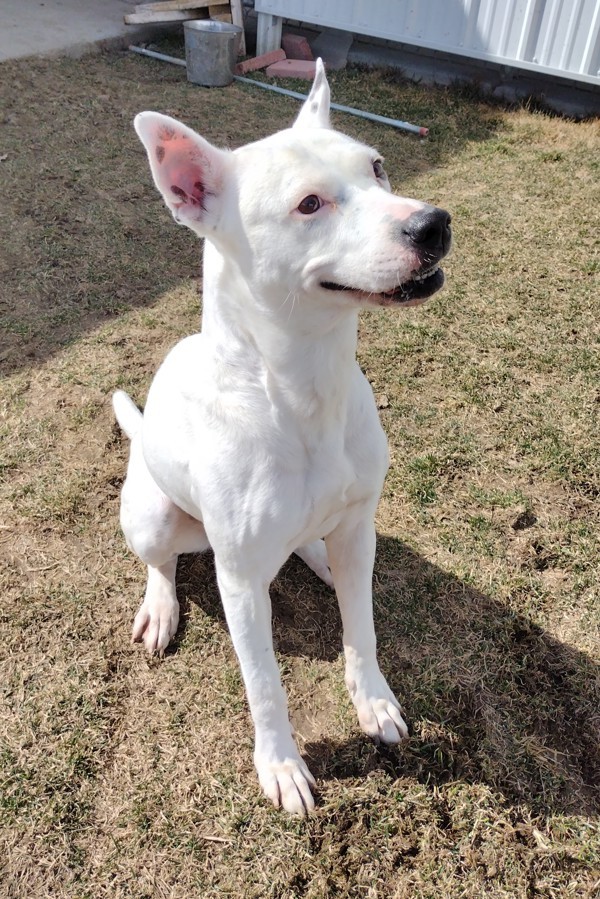 Sonic 43620, an adoptable Pit Bull Terrier in Pocatello, ID, 83205 | Photo Image 2