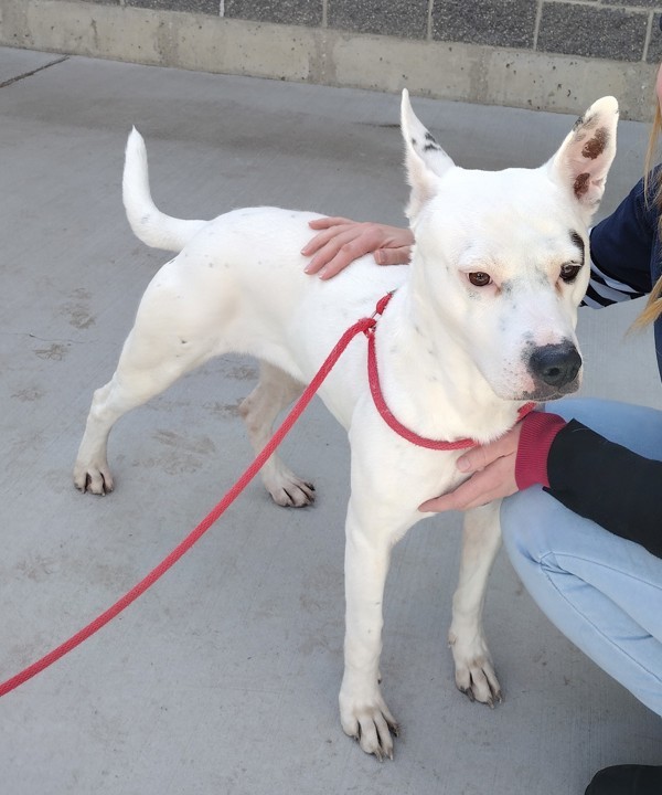 Sonic 43620, an adoptable Pit Bull Terrier in Pocatello, ID, 83205 | Photo Image 3