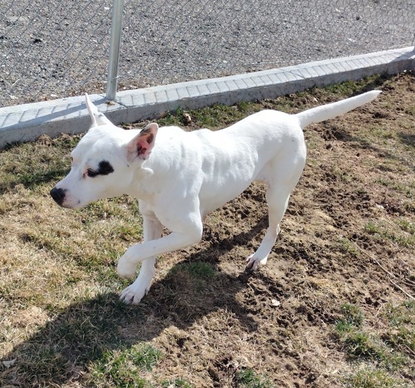 Sonic 43620, an adoptable Pit Bull Terrier in Pocatello, ID, 83205 | Photo Image 4