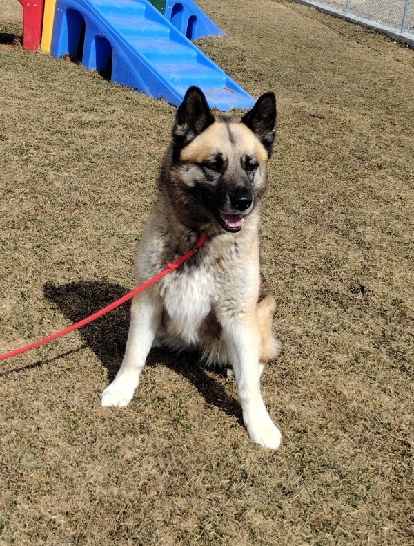 Penny 36196, an adoptable Akita in Pocatello, ID, 83205 | Photo Image 1
