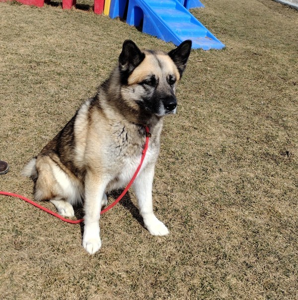 Penny 36196, an adoptable Akita in Pocatello, ID, 83205 | Photo Image 2