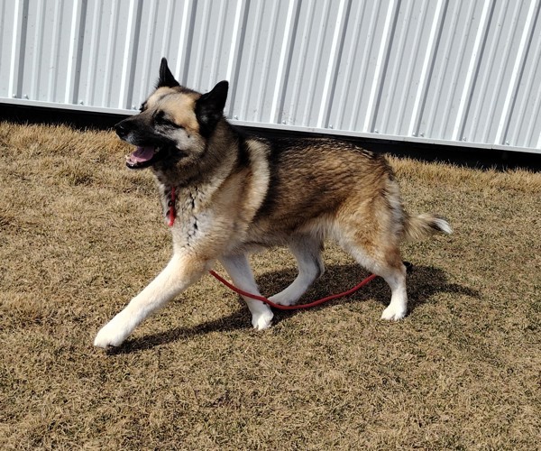 Penny 36196, an adoptable Akita in Pocatello, ID, 83205 | Photo Image 3