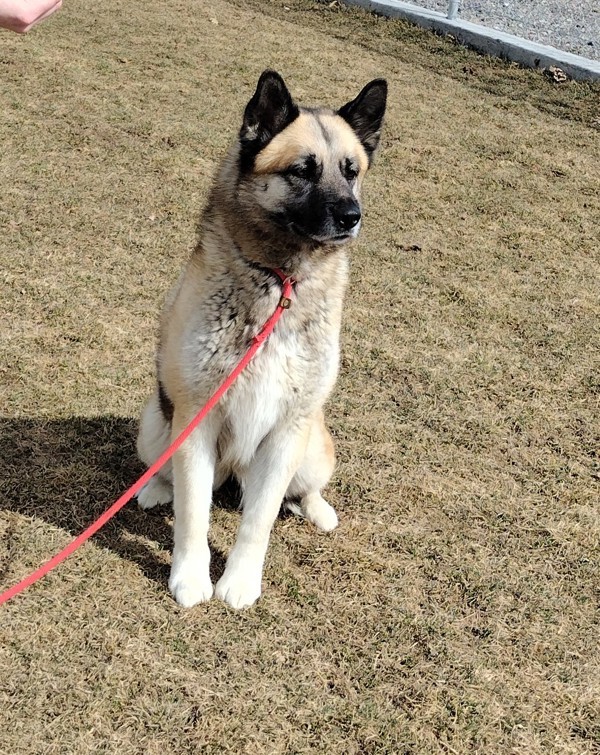 Penny 36196, an adoptable Akita in Pocatello, ID, 83205 | Photo Image 4