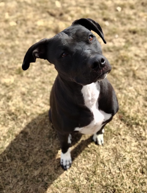 Midnight 36082, an adoptable Pit Bull Terrier in Pocatello, ID, 83205 | Photo Image 1