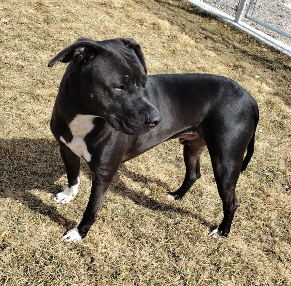 Midnight 36082, an adoptable Pit Bull Terrier in Pocatello, ID, 83205 | Photo Image 2