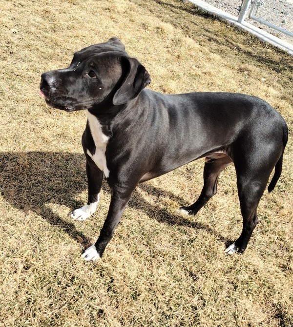 Midnight 36082, an adoptable Pit Bull Terrier in Pocatello, ID, 83205 | Photo Image 3