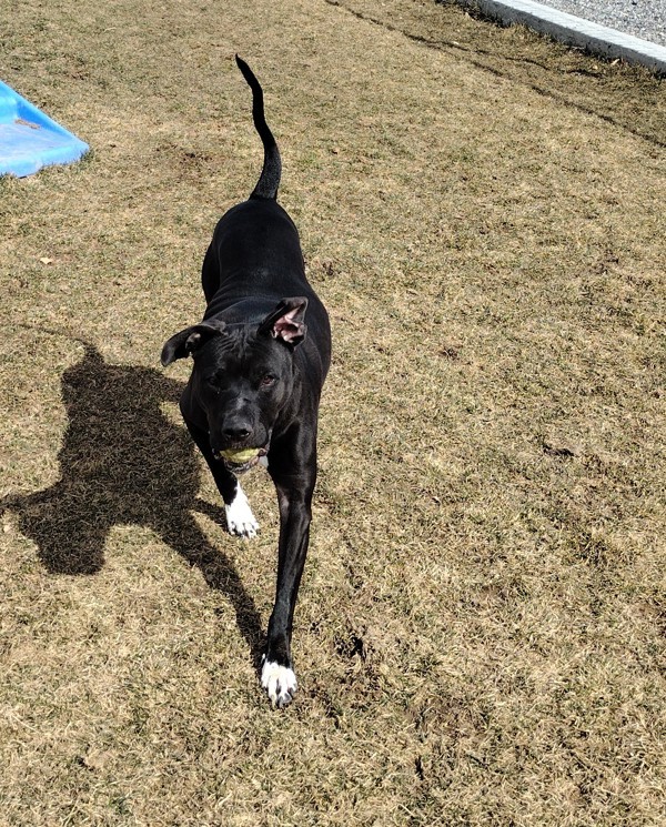 Midnight 36082, an adoptable Pit Bull Terrier in Pocatello, ID, 83205 | Photo Image 4