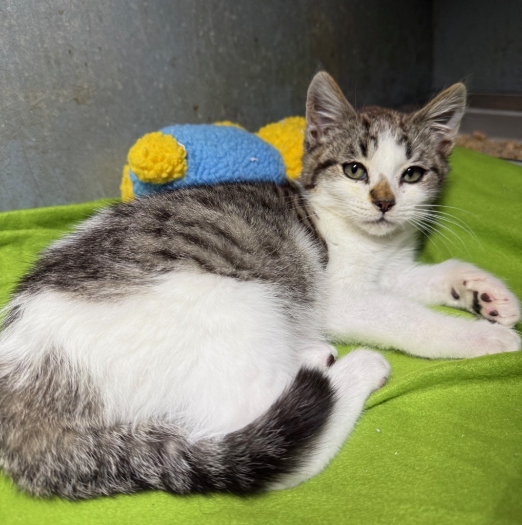 Marley, an adoptable Domestic Medium Hair in Lemoore, CA, 93245 | Photo Image 1