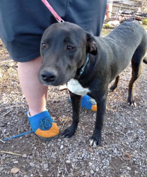 Davey, Young Male Labrador Retriever