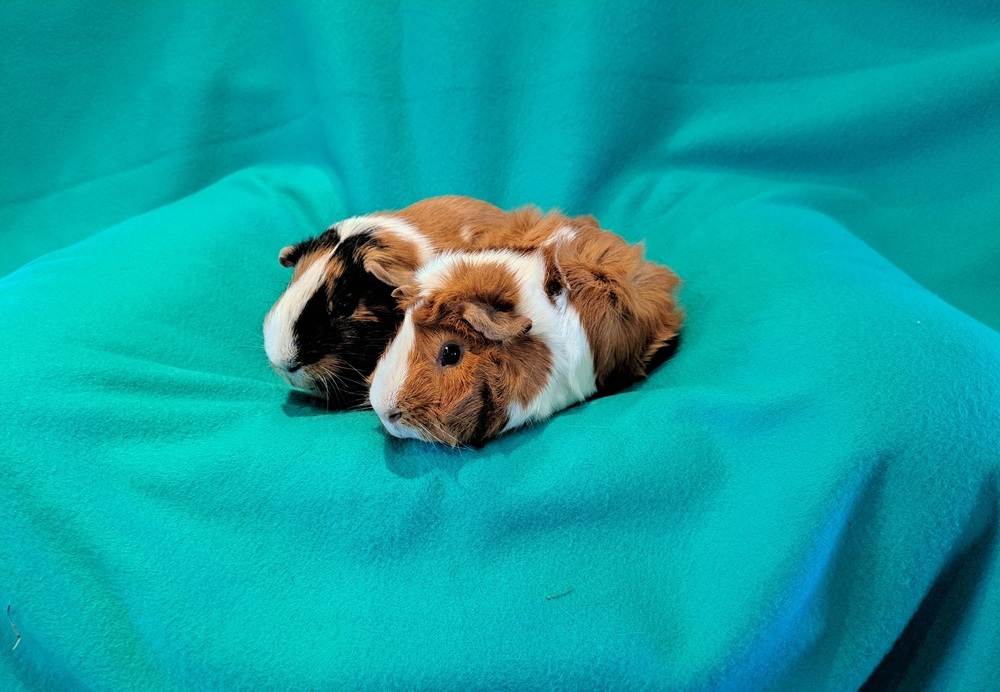 Virgil and Vinny