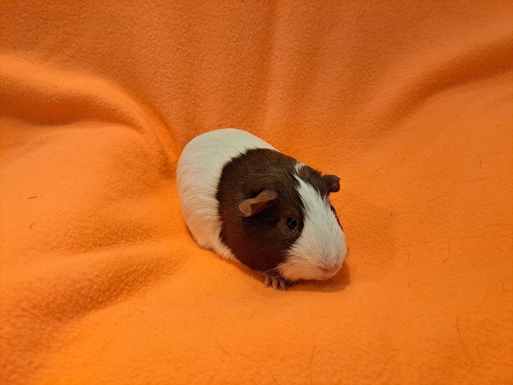 Willard