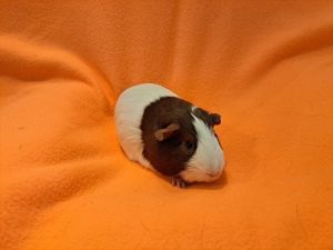 Willard, Young Male Guinea Pig