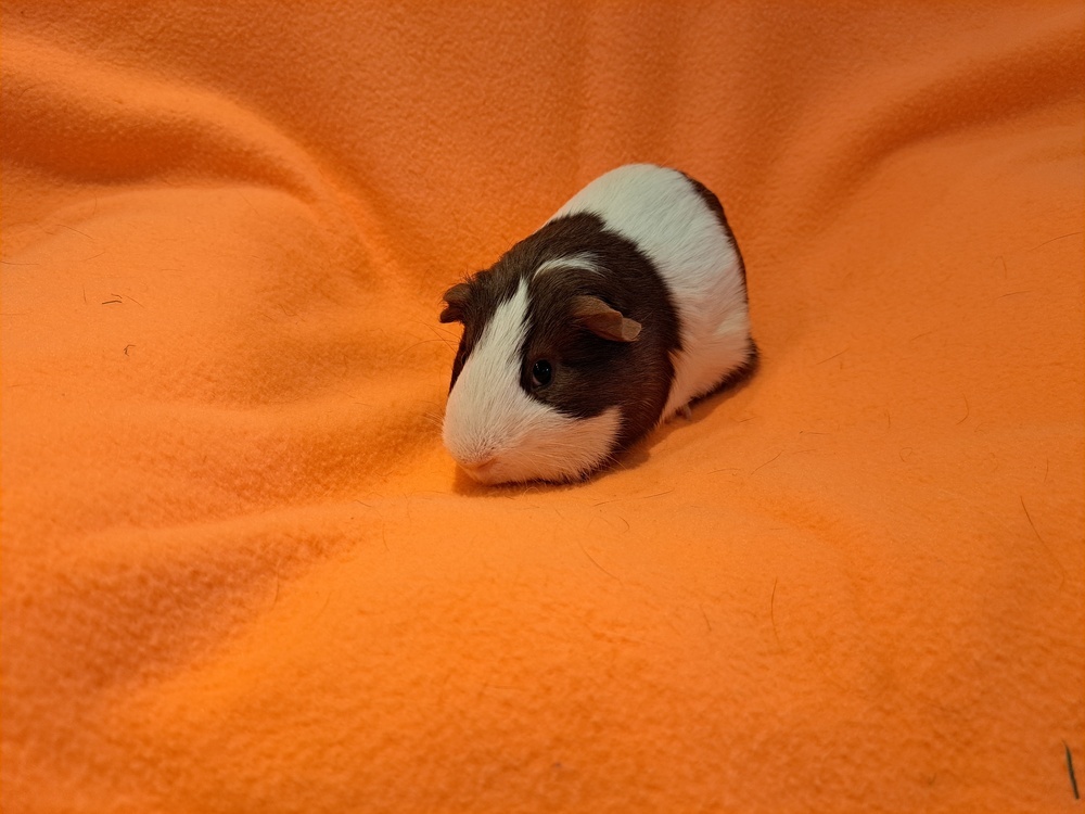 Willard