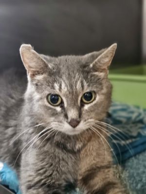 Spicy, Adult Female Domestic Short Hair