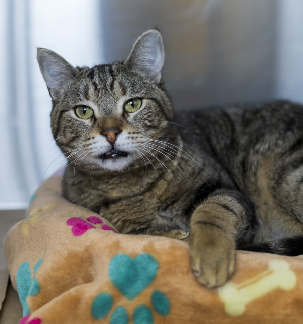 Milo, an adoptable Domestic Short Hair in Kennewick, WA, 99336 | Photo Image 1