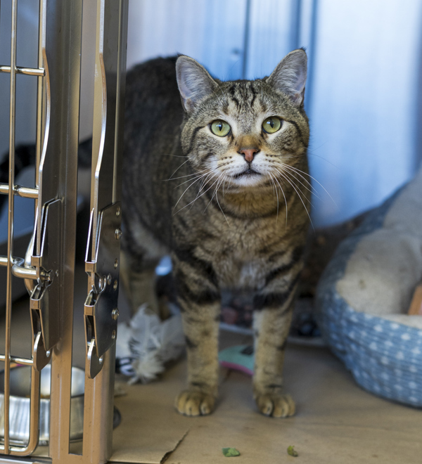 Milo, an adoptable Domestic Short Hair in Kennewick, WA, 99336 | Photo Image 2