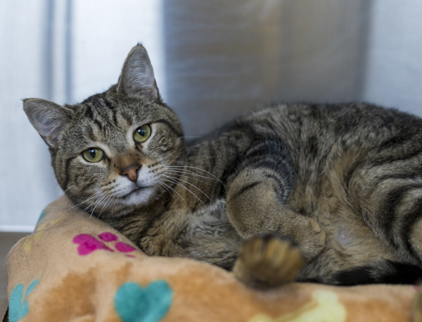 Milo, an adoptable Domestic Short Hair in Kennewick, WA, 99336 | Photo Image 3
