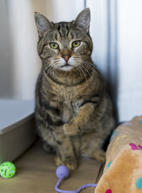 Milo, an adoptable Domestic Short Hair in Kennewick, WA, 99336 | Photo Image 5