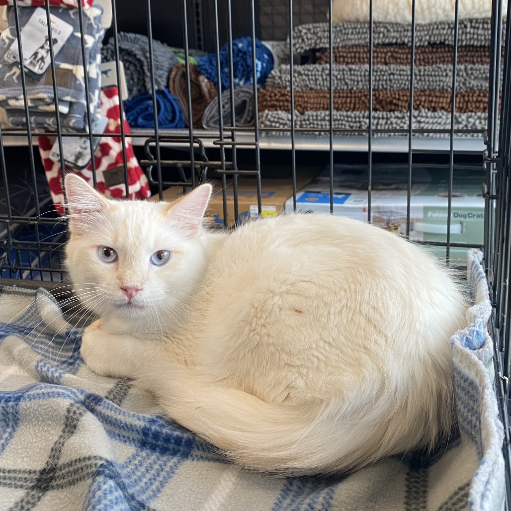 Champagne, an adoptable Domestic Short Hair in Leander, TX, 78641 | Photo Image 1
