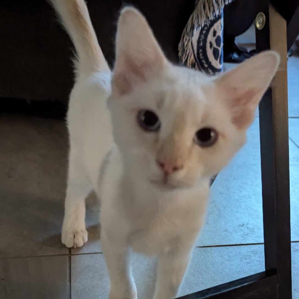Champagne, an adoptable Domestic Short Hair in Leander, TX, 78641 | Photo Image 2