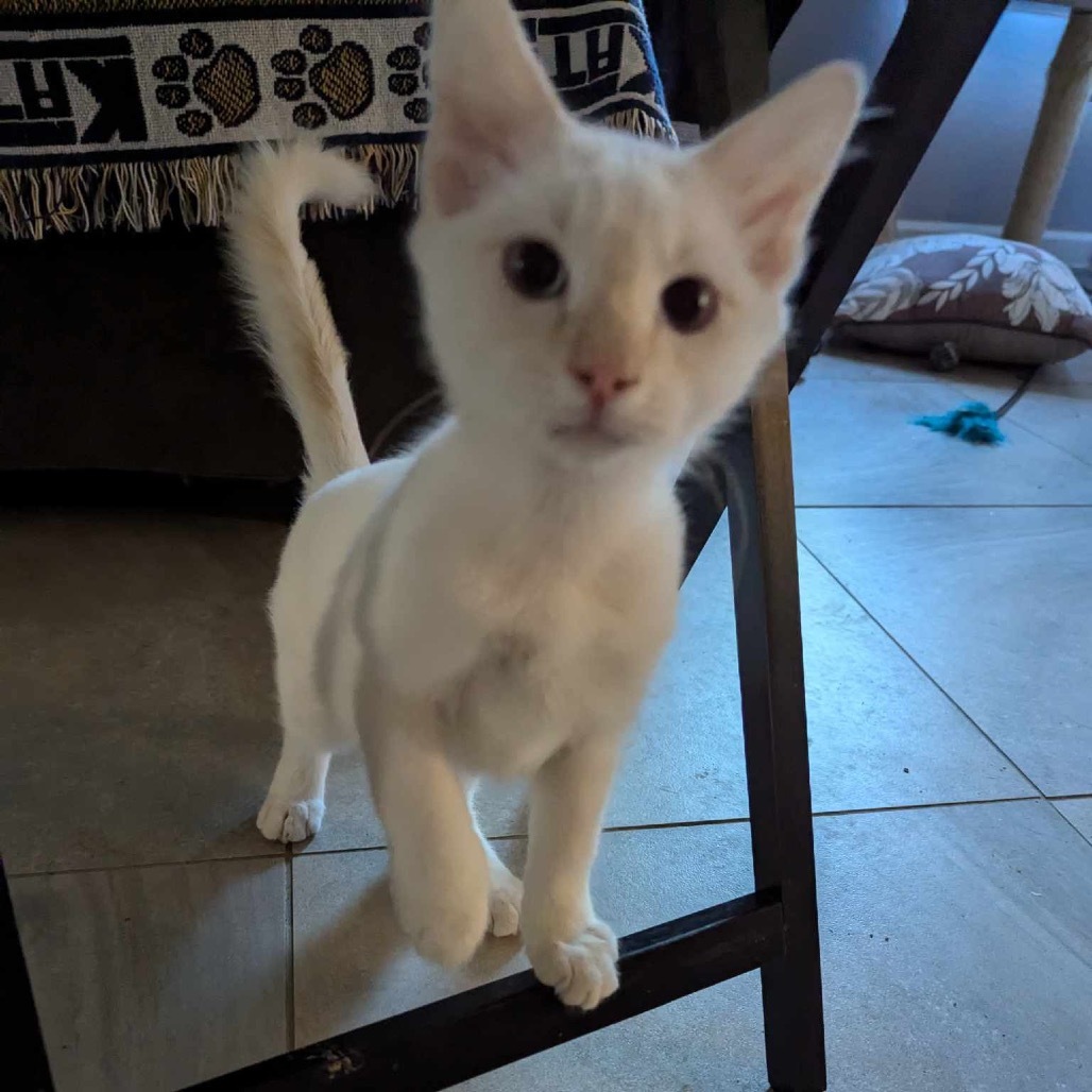 Champagne, an adoptable Domestic Short Hair in Leander, TX, 78641 | Photo Image 3