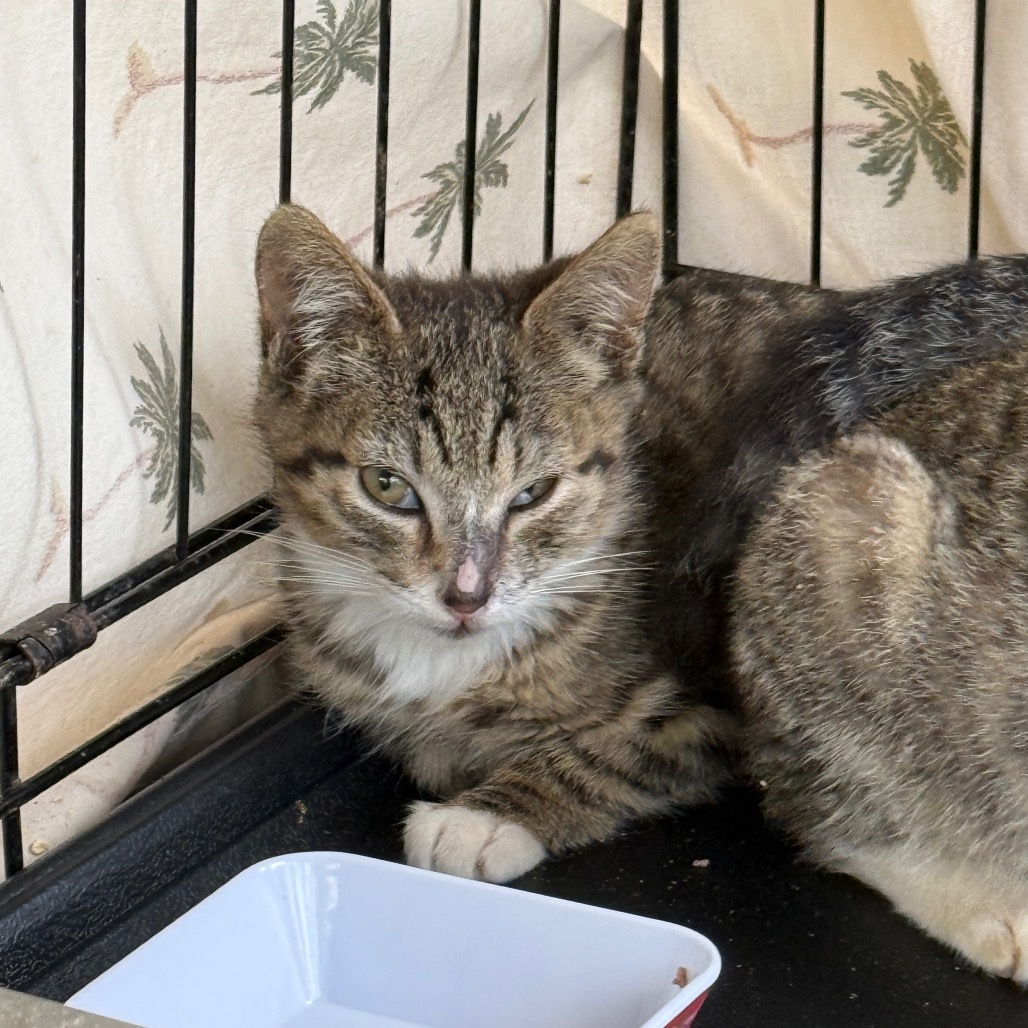 Finn, an adoptable Domestic Short Hair in Pahoa, HI, 96778 | Photo Image 1