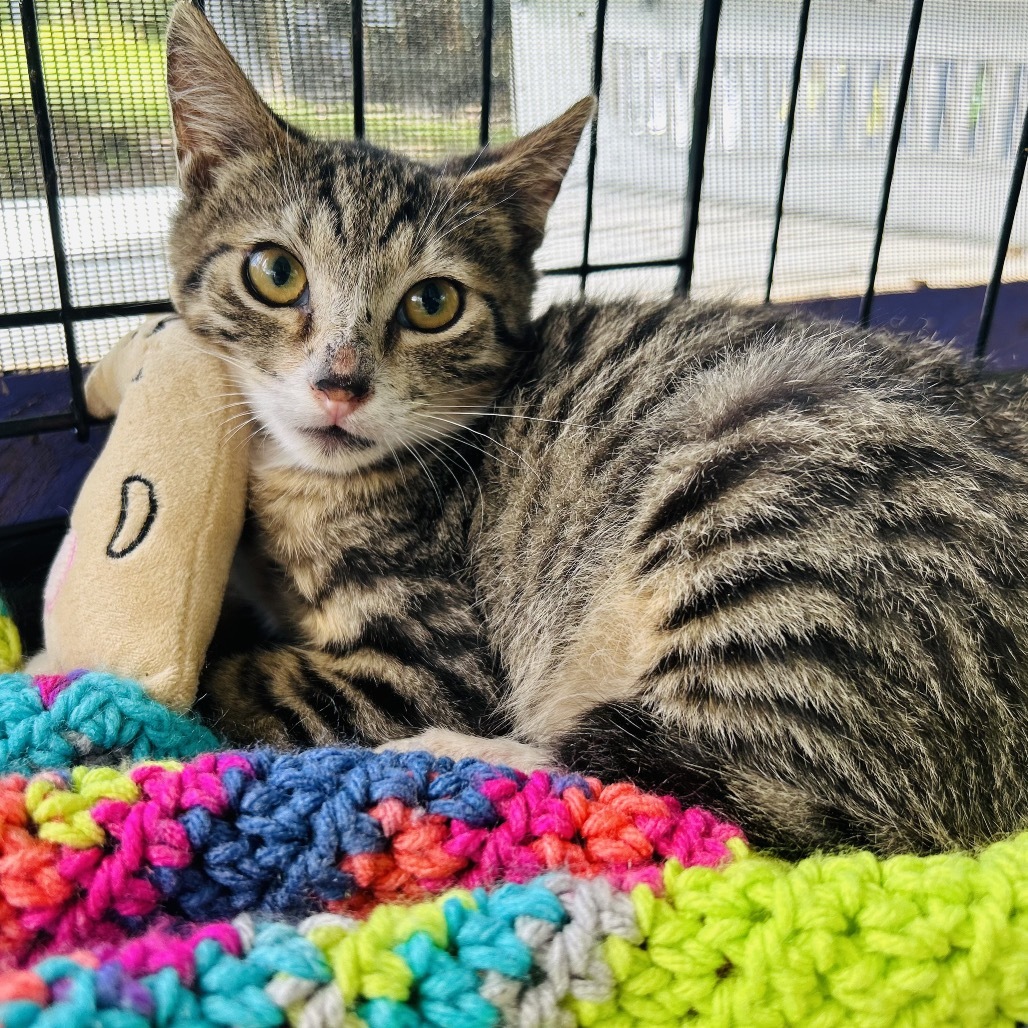 Finn, an adoptable Domestic Short Hair in Pahoa, HI, 96778 | Photo Image 3