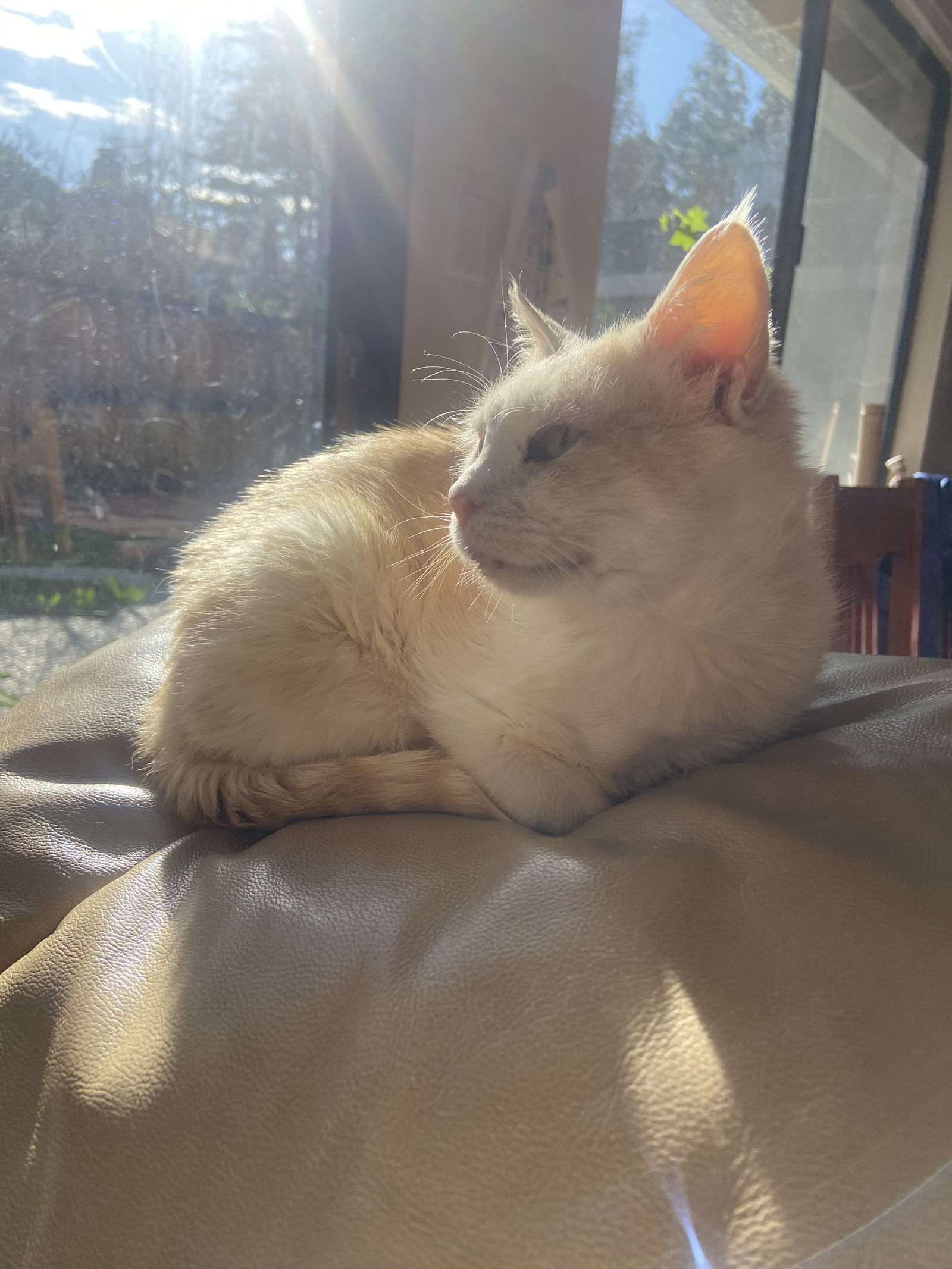 Bagel
