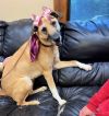 Retriever Collie mix photo 1