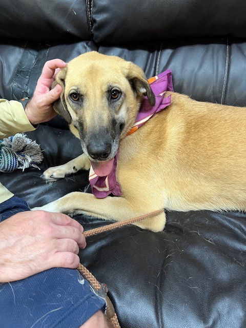Lab , Malinoise mix