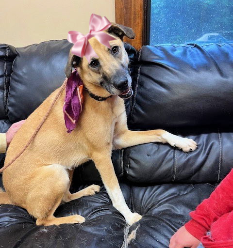 Retriever Collie mix