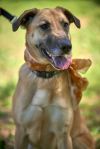 Retriever Collie mix photo 3