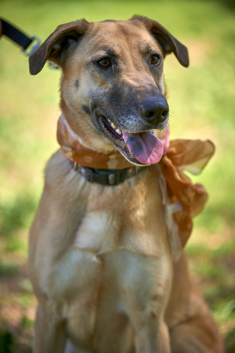 Retriever Collie mix