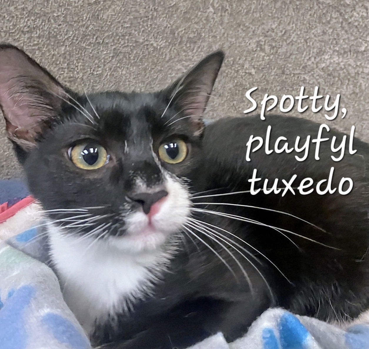 Spotty #playful-tuxedo
