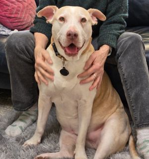 Meet Gracie This sweet old 11 year old girl was adopted from us when she was 9 Unfortunately life 