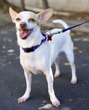 All of our dogs are spayedneutered shots current DHPP Bordetella and Rabies where applicable d