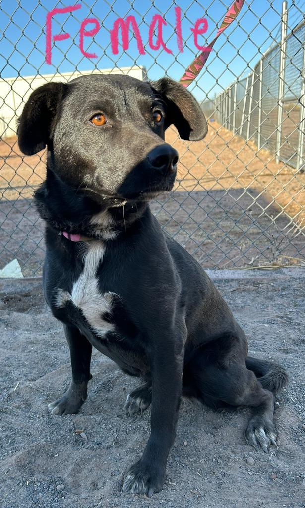Kara, an adoptable Labrador Retriever, Mixed Breed in Holbrook, AZ, 86025 | Photo Image 1