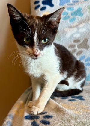 Reagan Domestic Short Hair Cat