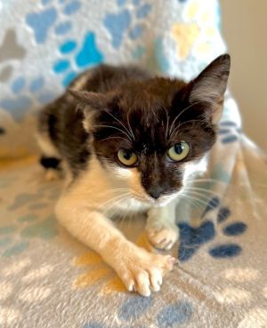 Kennedy Domestic Short Hair Cat
